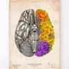 Codex Anatomicus Brain Anatomy^Anatomical brain - Floral - Vintage