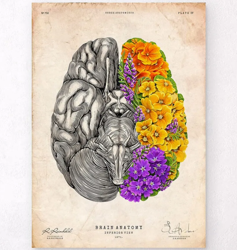 Codex Anatomicus Brain Anatomy^Anatomical brain - Floral - Vintage