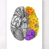 Codex Anatomicus Brain Anatomy^Anatomical brain with flowers - White