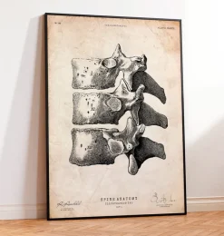 Codex Anatomicus Skull & Skeleton^Anatomy of the spine art print