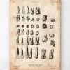 Codex Anatomicus Dental Anatomy^Antique teeth chart print