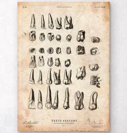 Codex Anatomicus Dental Anatomy^Antique teeth chart print