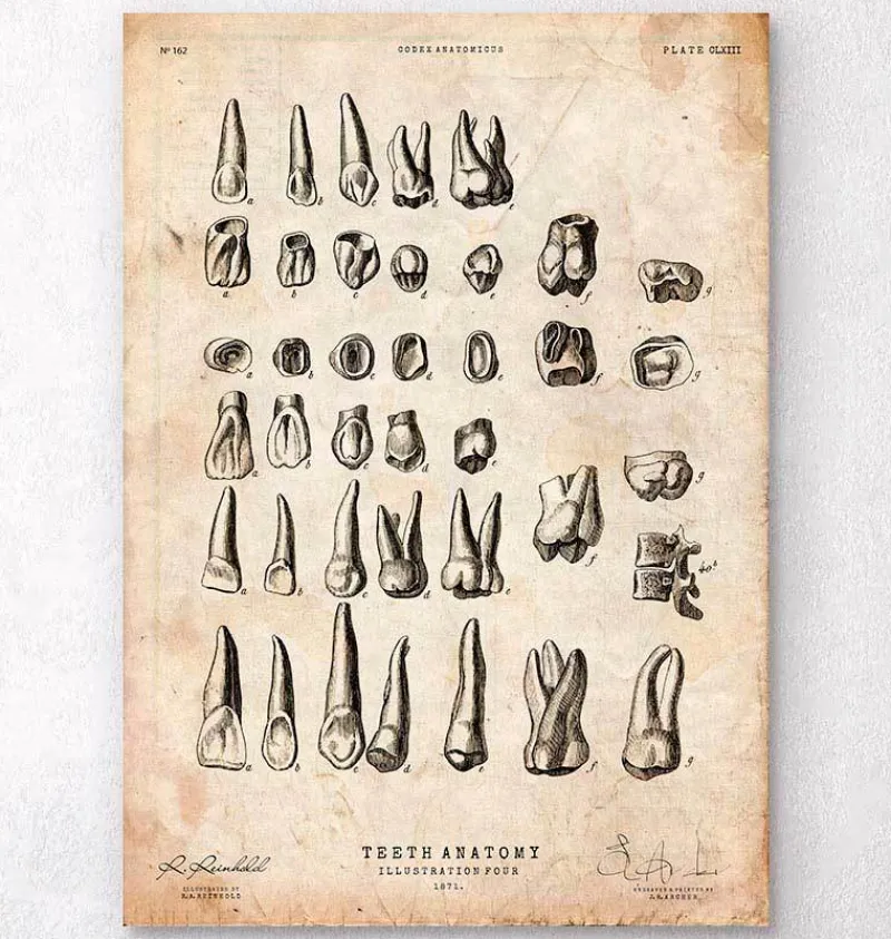 Codex Anatomicus Dental Anatomy^Antique teeth chart print