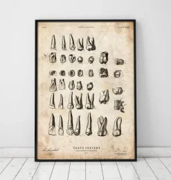 Codex Anatomicus Dental Anatomy^Antique teeth chart print