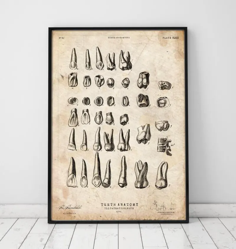 Codex Anatomicus Dental Anatomy^Antique teeth chart print