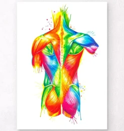 Codex Anatomicus Full Body Anatomy^Back muscles - Watercolor splash