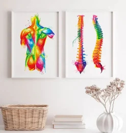 Codex Anatomicus Full Body Anatomy^Back muscles - Watercolor splash