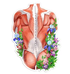 Codex Anatomicus Stickers^Back muscles anatomy sticker - Floral