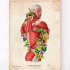 Codex Anatomicus Full Body Anatomy^Back muscles in motion - Floral - Vintage
