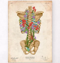 Codex Anatomicus Skull & Skeleton^Back skeleton - Floral - Vintage