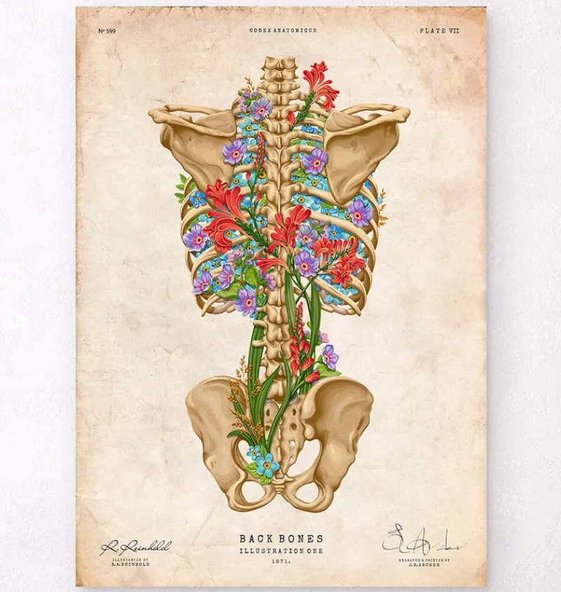 Codex Anatomicus Skull & Skeleton^Back skeleton - Floral - Vintage