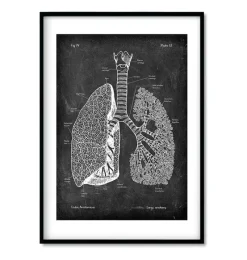 Codex Anatomicus Lungs Anatomy | Brain Anatomy^Bestsellers Set of 3 - Chalkboard