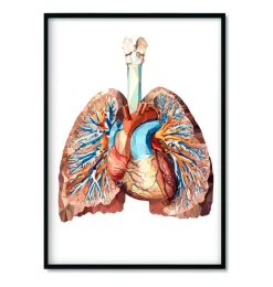 Codex Anatomicus Heart Anatomy^Bestsellers Set of 3 - Geometric