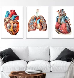 Codex Anatomicus Heart Anatomy^Bestsellers Set of 3 - Geometric