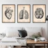 Codex Anatomicus Heart Anatomy^Bestsellers Set of 3 - Vintage