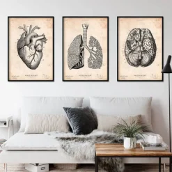 Codex Anatomicus Heart Anatomy^Bestsellers Set of 3 - Vintage