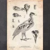 Codex Anatomicus Animal Anatomy^Bird anatomy - Falcon