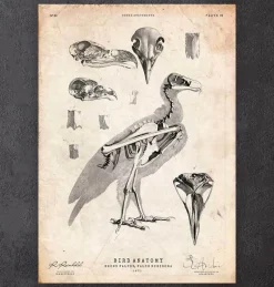 Codex Anatomicus Animal Anatomy^Bird anatomy - Falcon