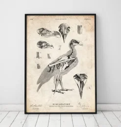 Codex Anatomicus Animal Anatomy^Bird anatomy - Falcon