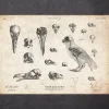 Codex Anatomicus Animal Anatomy^Bird anatomy - skulls and a skeleton