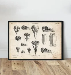 Codex Anatomicus Animal Anatomy^Bird skulls art print