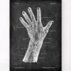 Codex Anatomicus Hands & Legs^Blood vessels of hand - Chalkboard