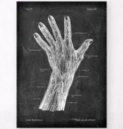 Codex Anatomicus Hands & Legs^Blood vessels of hand - Chalkboard