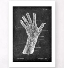 Codex Anatomicus Hands & Legs^Blood vessels of hand - Chalkboard