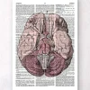 Codex Anatomicus Brain Anatomy^Brain anatomy - Dictionary page