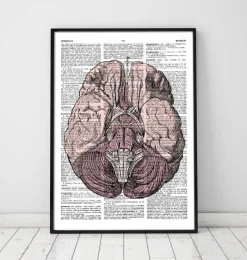 Codex Anatomicus Brain Anatomy^Brain anatomy - Dictionary page