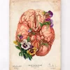 Codex Anatomicus Brain Anatomy^Brain anatomy - Floral - Vintage