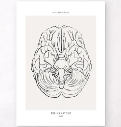 Codex Anatomicus Brain Anatomy^Brain anatomy - Line Art