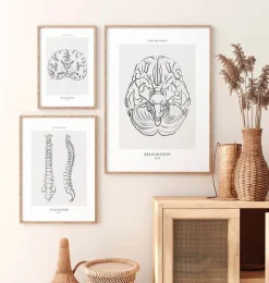 Codex Anatomicus Brain Anatomy^Brain anatomy - Line Art