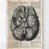 Codex Anatomicus Brain Anatomy^Brain anatomy art II - Old dictionary page