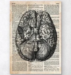 Codex Anatomicus Brain Anatomy^Brain anatomy art II - Old dictionary page