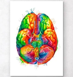 Codex Anatomicus Brain Anatomy^Brain anatomy art III - Watercolor splash