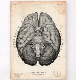 Codex Anatomicus Brain Anatomy^Brain anatomy art print VII