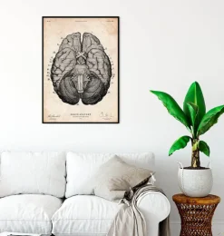 Codex Anatomicus Brain Anatomy^Brain anatomy art print VII