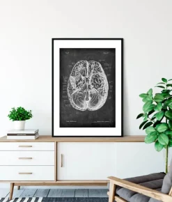 Codex Anatomicus Brain Anatomy^Brain anatomy I - Chalkboard