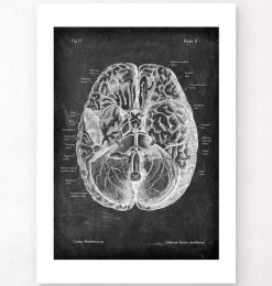 Codex Anatomicus Brain Anatomy^Brain anatomy I - Chalkboard