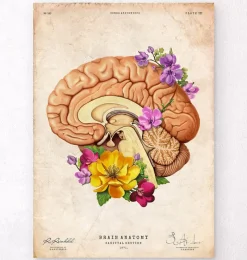 Codex Anatomicus Brain Anatomy^Brain anatomy II - Floral - Vintage