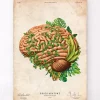 Codex Anatomicus Brain Anatomy^Brain anatomy IV - Floral - Vintage