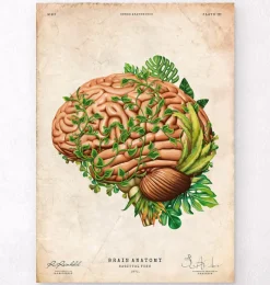 Codex Anatomicus Brain Anatomy^Brain anatomy IV - Floral - Vintage
