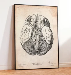 Codex Anatomicus Brain Anatomy^Brain anatomy print III