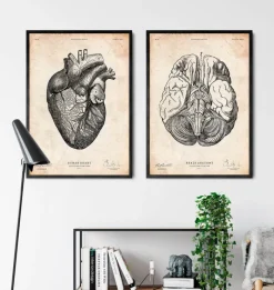 Codex Anatomicus Brain Anatomy^Brain anatomy print III