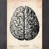 Codex Anatomicus Brain Anatomy^Brain anatomy print V