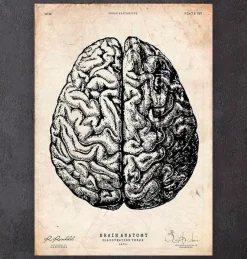 Codex Anatomicus Brain Anatomy^Brain anatomy print V