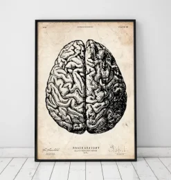 Codex Anatomicus Brain Anatomy^Brain anatomy print V