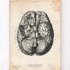 Codex Anatomicus Brain Anatomy^Brain anatomy print VI