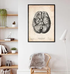 Codex Anatomicus Brain Anatomy^Brain anatomy print VI